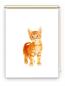 Preview: Rollo Bella Katzenbaby, Rollo, Motivrollo, Rollo mit Druck, Fotorollo, bedrucktes Rollo, Fensterrollo,verdunkelndes Rollo, Sonnenschutz Rollo